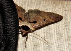 Anoba atriplaga