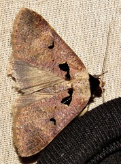 Anoba atriplaga