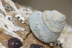 Bembicium