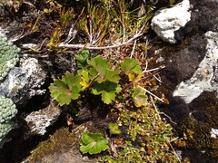 Ranunculus verticillatus