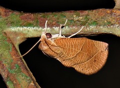Arcyophora longivalvis