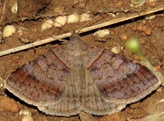 Mocis mutuaria
