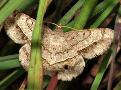 Chiasmia streniata streniata