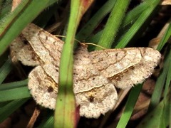 Chiasmia streniata streniata