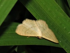 Scopula spoliata