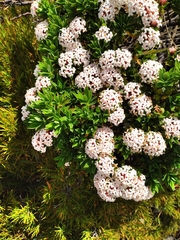 Pimelea gnidia