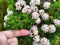 Pimelea gnidia