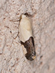 Ponometia cuta