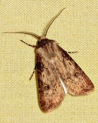 Agrotis denticulosa