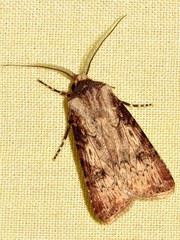 Agrotis denticulosa