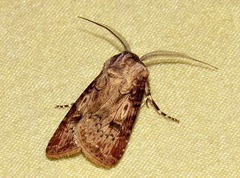 Agrotis denticulosa