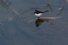 Motacilla grandis