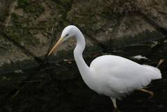 Ardea alba