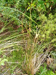 Juncus distegus