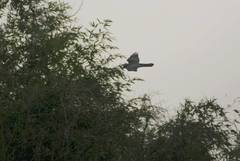 Accipiter gentilis
