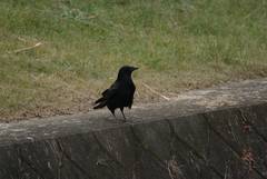 Corvus corone