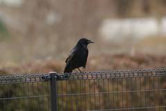 Corvus corone