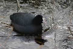 Fulica atra