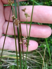 Juncus distegus