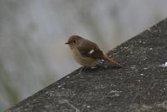 Phoenicurus auroreus