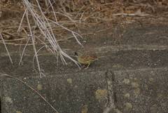 Emberiza personata