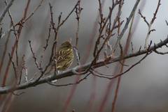 Emberiza personata