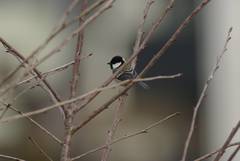 Parus minor