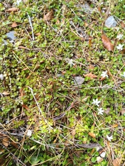 Juncus novae-zelandiae