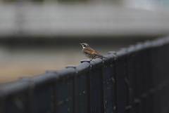 Turdus eunomus