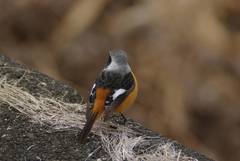 Phoenicurus auroreus