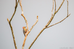 Melanerpes pygmaeus