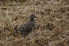Streptopelia orientalis