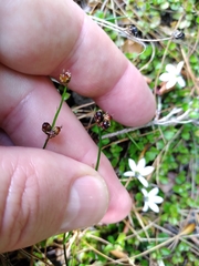 Juncus novae-zelandiae
