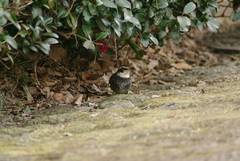 Turdus eunomus
