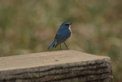Tarsiger cyanurus