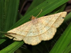Isturgia catalaunaria