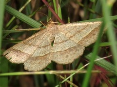 Isturgia catalaunaria