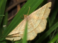 Isturgia catalaunaria