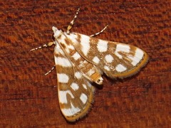 Obtusipalpis pardalis