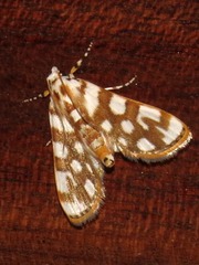 Obtusipalpis pardalis