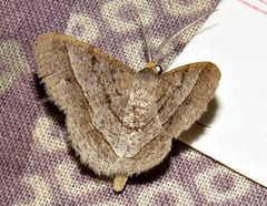 Isturgia catalaunaria