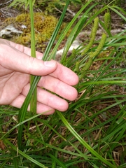 Carex geminata