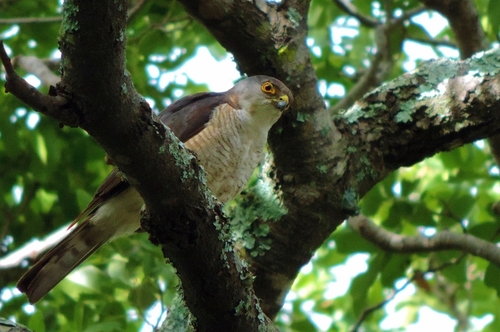 Little Sparrowhawk (Tachyspiza minulla), photo 3