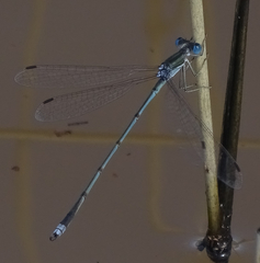 Lestes pallidus