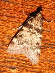 Aglossa incultalis