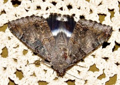 Achaea catella