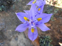 Moraea polystachya