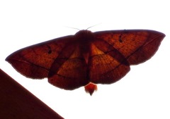 Hypopyra capensis