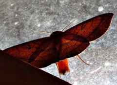 Hypopyra capensis