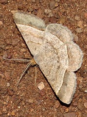 Chiasmia normata